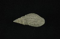 藏品(瘤蜷)的圖片